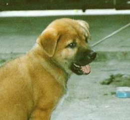 Dog Shows Off His "Sit" Skills